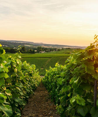 vignoble-th